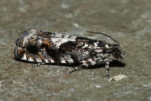 Réf. 180 649 : Pammene argyrana
